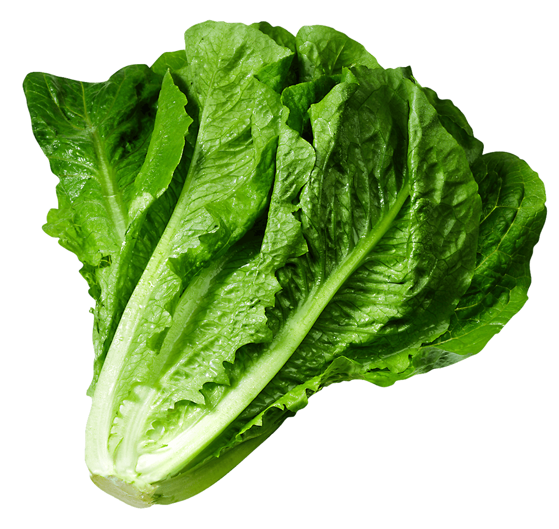 Lettuce